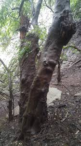 Image result for Strychnos usambarensis