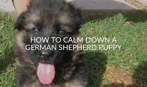 Your pup should begin to calm down even more once he or she is between the ages of 2 to 3 years old. How To Calm Down A German Shepherd Puppy 11 Ways Jubilant Pups