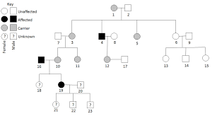 Genetics Mcat Biology