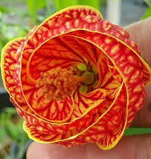 Image result for Abutilon rehmannii