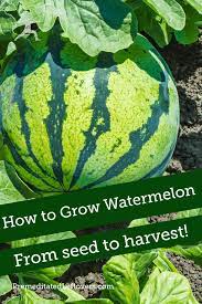 How To Grow Watermelon Grow Watermelon How To Grow Watermelon Watermelon Plant Growing Watermelon From Seed