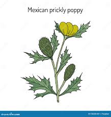 Image result for Argemone mexicana