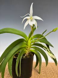 Image result for Angraecopsis parva