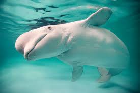 Image result for Leucas