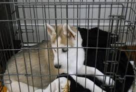 When you're learning how to discipline your dog, one of the best routes to take is redirection. How To Discipline A Puppy Spiritdog Training