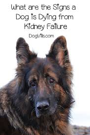 How do i know when to euthanize a dog with cancer? Signs Your Dog Is Dying From Kidney Failure And How You Can Prevent It