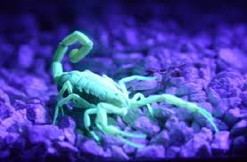 Phoenix Scorpions Why Do They Glow Under Uv Light Pest Control Phoenix