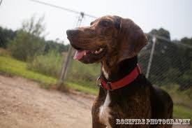 Black And Tan Plott Hound Lab Mix Banjo S Twin Plott Hound Mix Plott Hound Coonhound