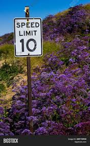 Perennial herb, up to 2' tall. Beautiful Purple Image Photo Free Trial Bigstock
