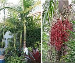 Bangalow palm, illawara palm, piccabeen, piccabben, seaforthia elegans. Archontophoenix Cunninghamiana Bangalow Palm True Green Nursery