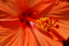 L'ibiscus pianta ornamentale facile da coltivare dai fiori meravigliosi dalle proprietà benefiche , adatta per abbellire giardini e terrazze. Hibiscus Syriacus Ibisco Cinese Viridea Ibisco Piante Da Esterni Fiori