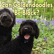 One of the most popular crossbreeds in the world, this. Can Goldendoodles Be Black Lover Doodles