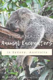 Animal Encounters At Taronga Zoo And Featherdale Wildlife Park Sydney Wildlife Park Sydney Travel Wildlife