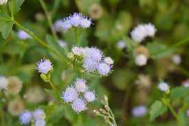 Image result for Ethulia conyzoides