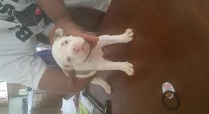 Check out our american bulldog selection for the very best in unique or custom, handmade pieces from our shops. Nkc American Bulldog Puppies For Sale In Fort Wayne Indiana Classified Americanlisted Com
