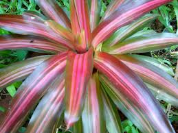 Houseplants naturally release oxygen, but the bromeliad is one of few equipped with purification capabilities. Ide Terbaru 11 Jenis Tanaman Hias Bromelia