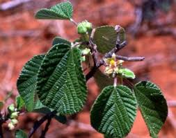 Image result for Grewia villosa