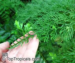 Image result for Asplenium emarginatum