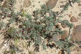 Image result for Brachythrix glomerata