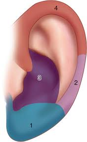 Image result for Ear Nerve Block