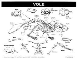 barn owl pellets 30 pack with 3 charts buy online in uae