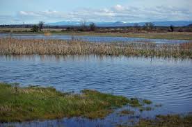 Fens are an important and unique wetland type. What Is A Fen