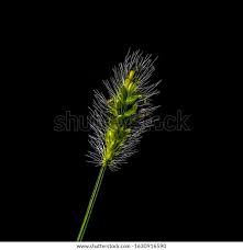 Image result for Setaria parviflora