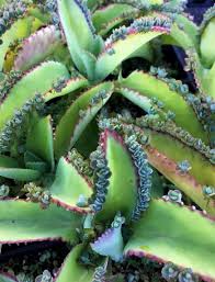 Image result for Kalanchoe pinnata