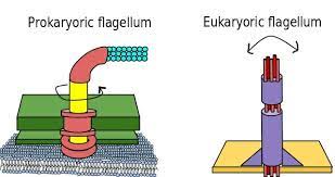 Browse the top sources online for your results. Flagellum Definition Function Types Quiz Biology Dictionary