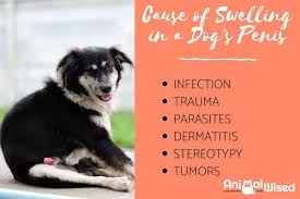 As such, you should take notice if you find that your dog is starting to relieve herself less frequently or is having difficulty passing a bowel movement. My Dog Has A Swollen Penis Dog Penis Problems