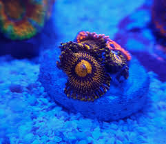 Powerball bounce mushroom chaosaquaculture com. Tac Gold Ranger Zoa The Aquarium Cove