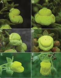 Image result for Calceolariaceae