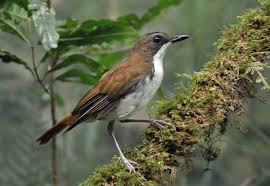 Image result for Chamaecrista wittei