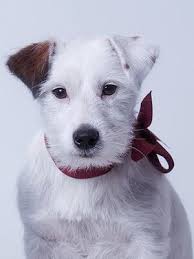 All Jack Russell Terrier Breeders