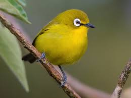 Image result for Vitellariopsis kirkii