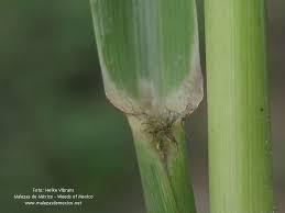 Image result for Enteropogon