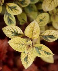 Image result for Plectranthus alboviolaceus