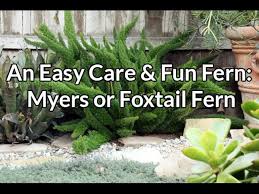 Asparagus densiflorus 'myers' or 'myersii' is a popular cultivar. An Easy Care Fun Fern Myers Or Foxtail Fern Youtube