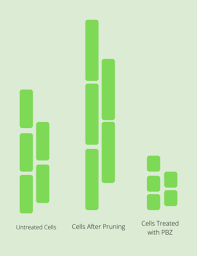 We did not find results for: What Do Plant Growth Regulators Do Jackson Tree Service