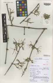 Image result for Vangueriopsis lanciflora