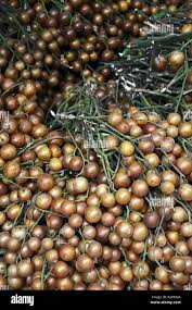 Image result for Clausena lansium