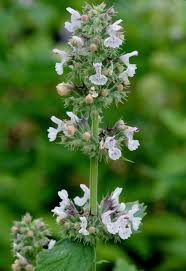 Image result for Haumaniastrum katangense