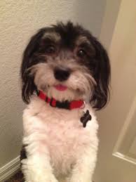 Havanese puppies in charlotte are purebred dogs, and have been that way since the 1800s. Havanese Puppies Nc Cost The Y Guide