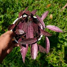 Image result for Pavetta sp. F