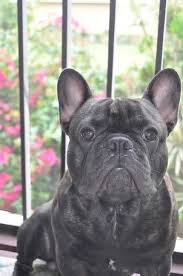 Get this free breed specific training course to have a happy & healthy dog at home. Fat Frenchie Home Facebook
