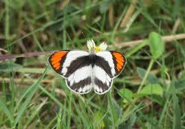 Image result for Tricliceras longepedunculatum