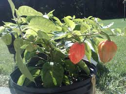 Red savina habanero to słynna papryka chili, której średnia ostrość wynosi 285.000 punktów w skali scoville'a. Red Savina Habanero Seeds World Seed Supply