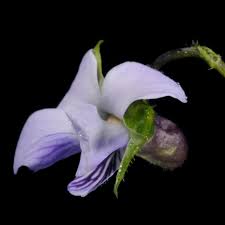 Image result for Viola abyssinica