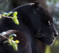 Up close and personal with a black panther. Black Panther Animal Wallpaper For Mobile Novocom Top