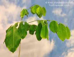 Image result for Afzelia